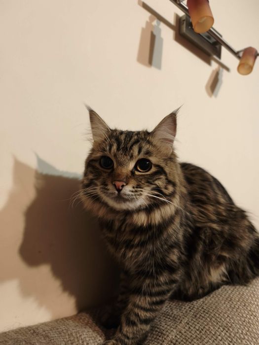 Кот любящим хозяевам