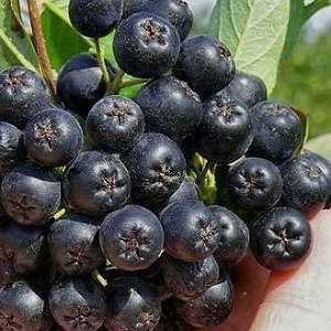 Продам черноплодную рябину