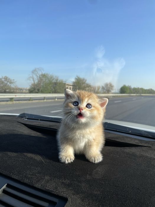 Британская шиншилла золото