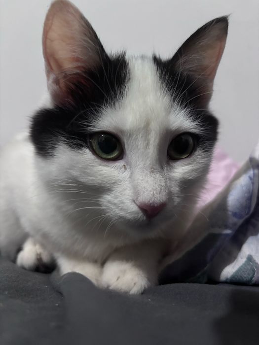 Кошки с паспортом!