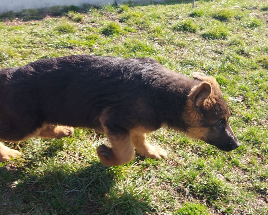 Pui ciobanesc german cu pedigree