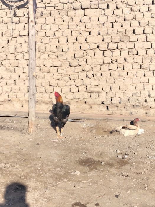 Дакан кораз сатылады