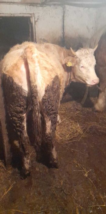 Vand juninca gestanta