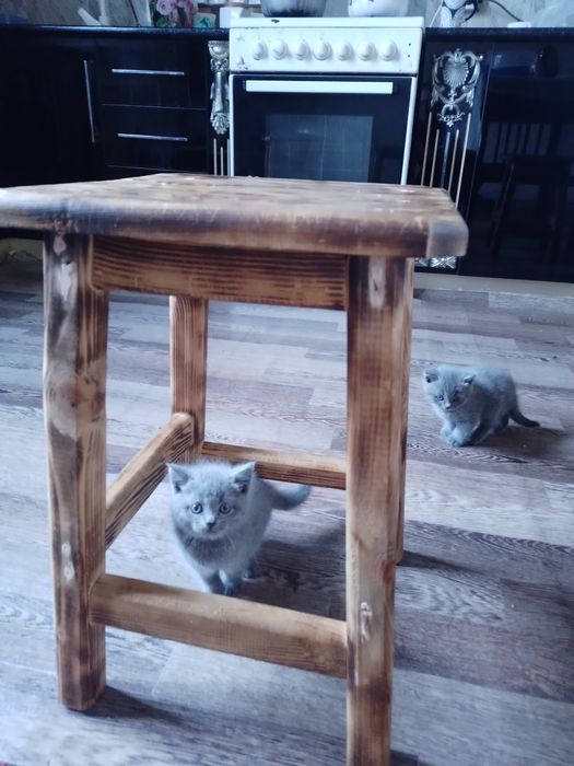 Мушиклар Кошки пародний