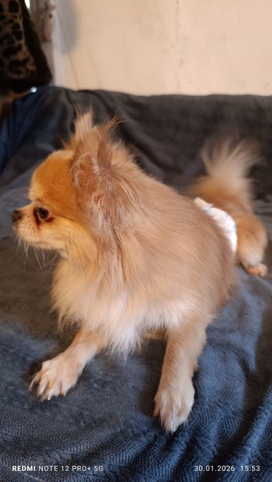 Кобель Чихуахуа для вязки