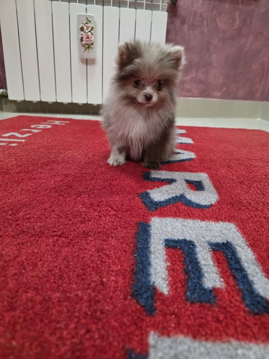 Fetita pomeranian merle