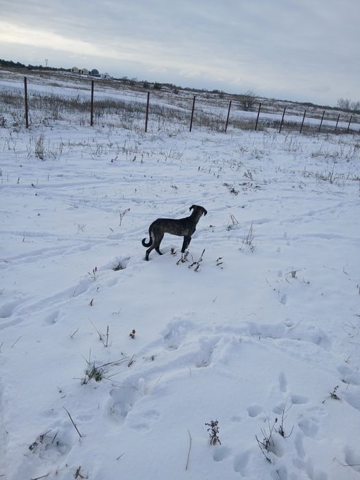 Тазы күшік сатылады Продам