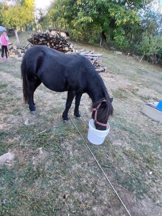 De vânzare ponei
