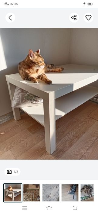 Передержка домашних животных