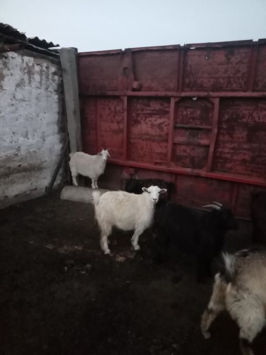 Семиз ешкилер сатылады