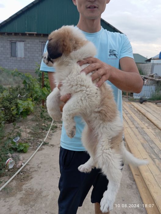 Күшіктер сатылады