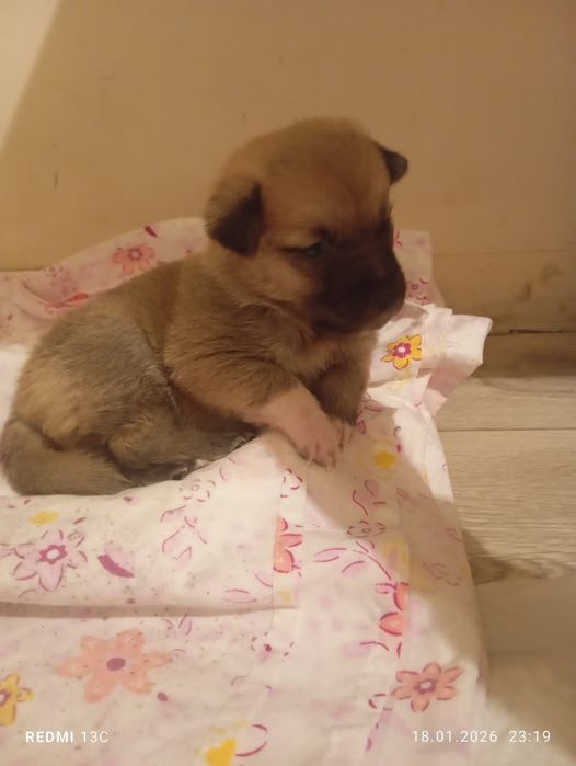 Отдам щенка в хорошие руки