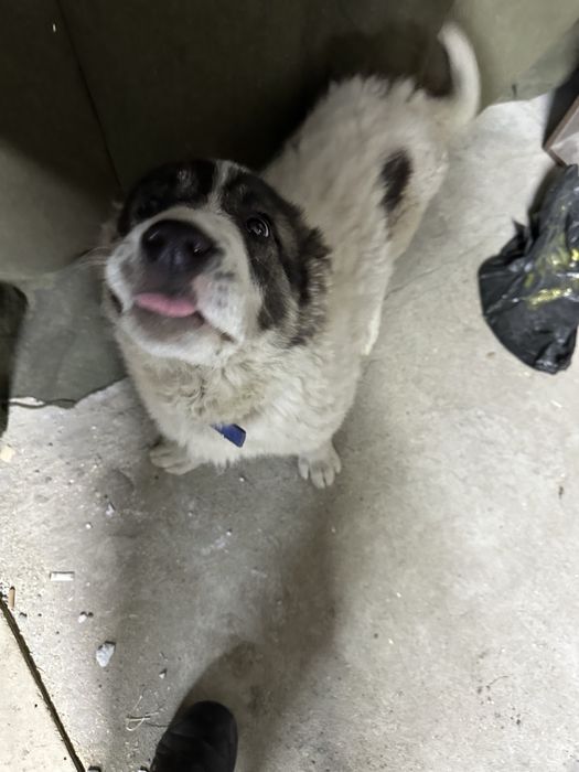 Алабай отдам щенок