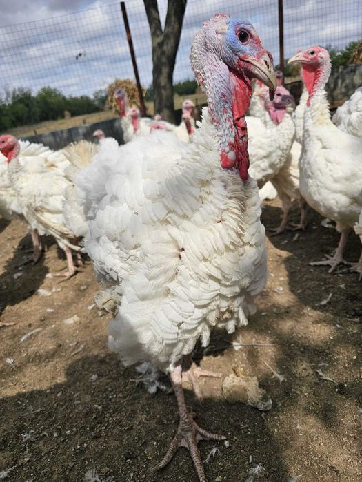 Curcani albi de carne