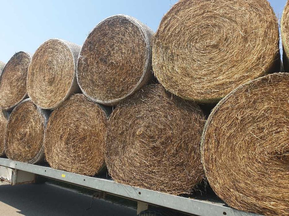 lucerna si amestec trifoi cu lucerna si golomat