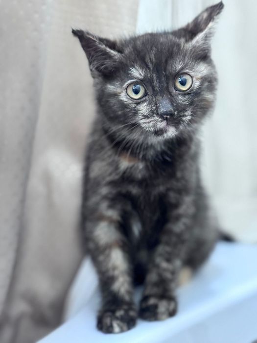 Котенок трехцветный девочка ищет дом