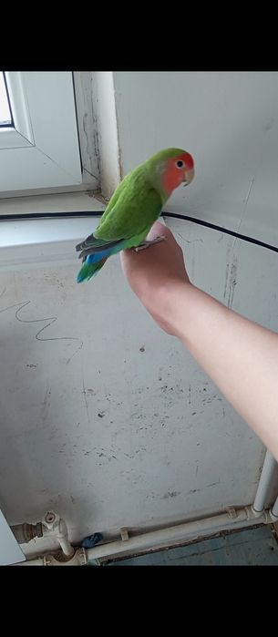 Неразлучник ручной