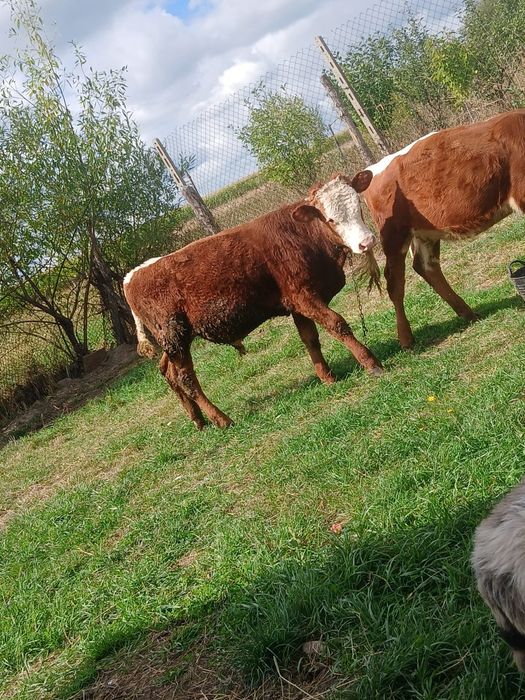 Vând vițică și vițel mai multe detalii la tel