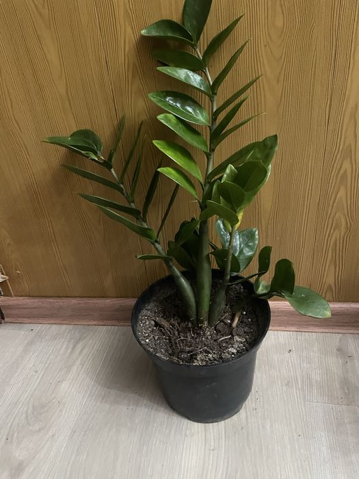 Аглоанемы ,Зеленыи доллор,Монстеры