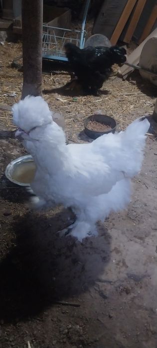 Брамма япан тухумлари сотилади