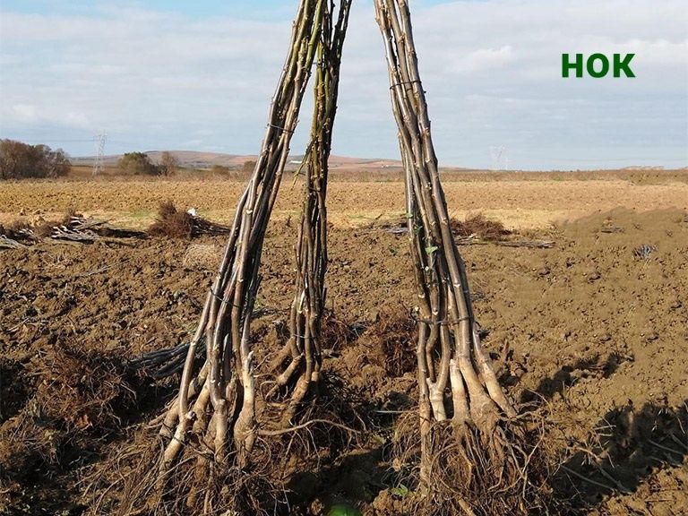 Гилос. Олма. Нок. Ва бошка турдаги кучатлар