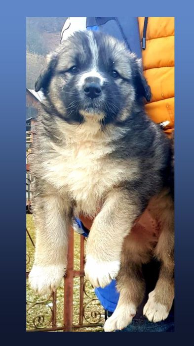 Mascul Ciobănesc Carpatin