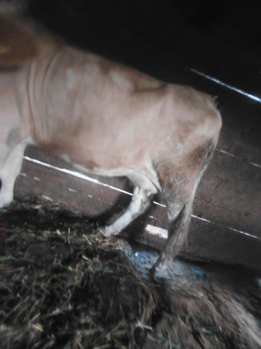 Vaca la prima fatare cu vitel