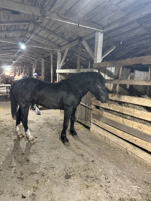 Продам жеребчика