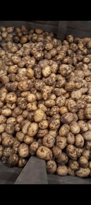 Продам картофель