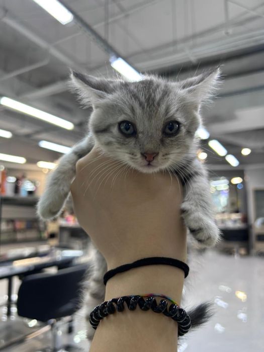 Отдаются котята бесплатно