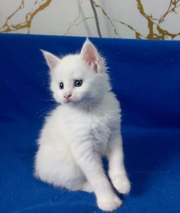Мейн Кун котята питомник