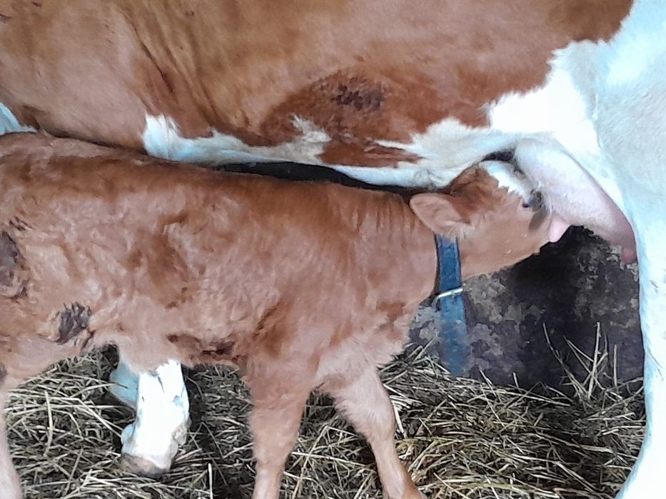 Vind vacă la prima fatare de 3 ani