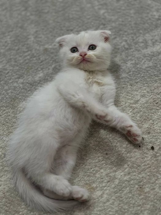 Мушук скодиш флот и страет