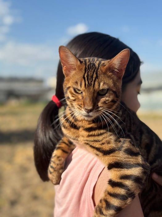 Koralevski bengal ogil bola