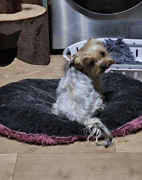 Будулай, опытный, молодой жених