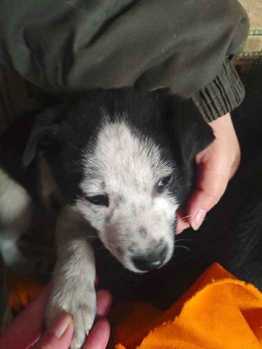 Щенки бесплатно Алматы