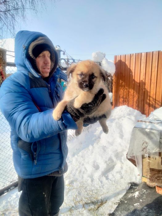 Отдам щенков в добрые руки