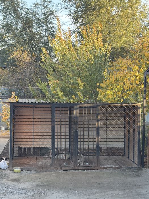 Пародия Лайка Собака