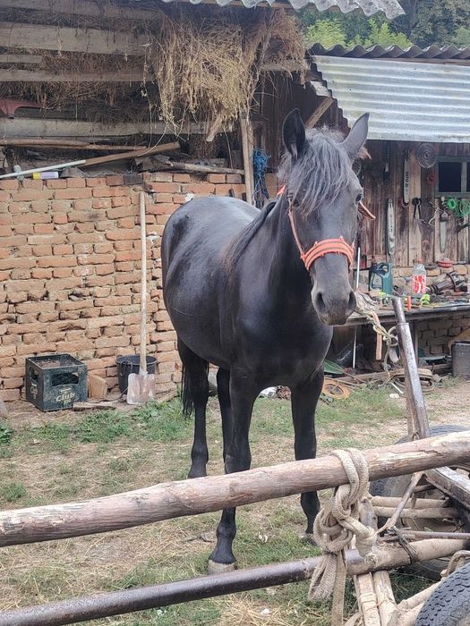 Vând o mânză și un manz