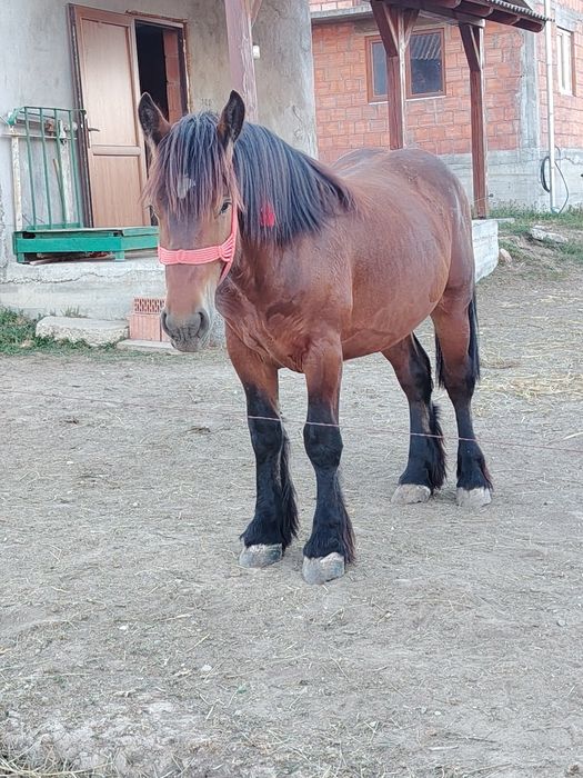 Vând mânz de 1 an și 6 luni din părinți Ardenez