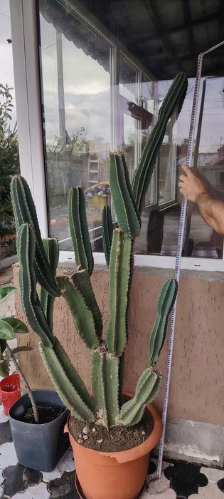 Cactuși cereus diferite mărimi și diferite specii
