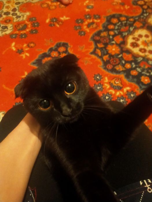 Отдам красивую кошечку