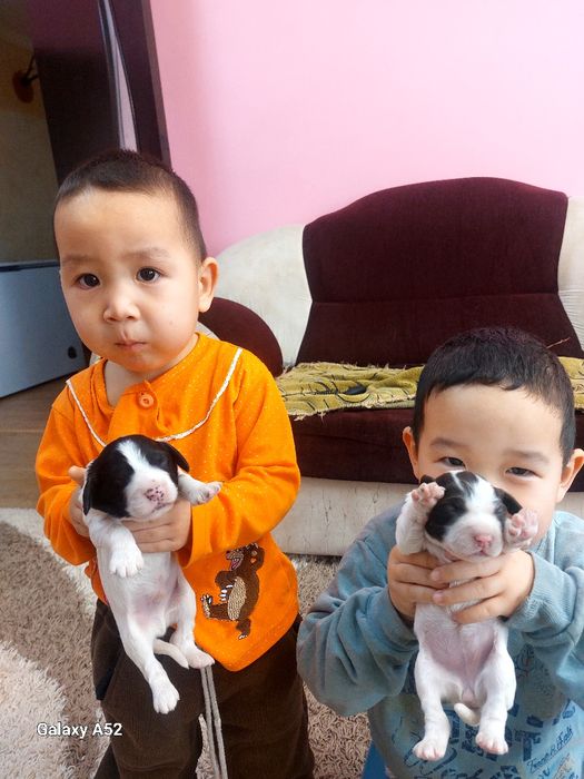 Продам русский спаниель