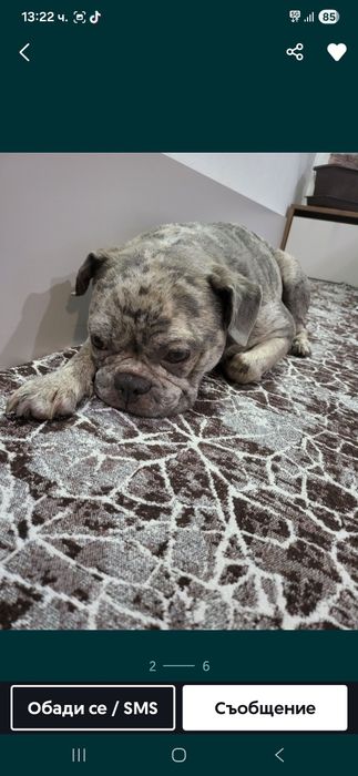 Продавам Френски Булдок