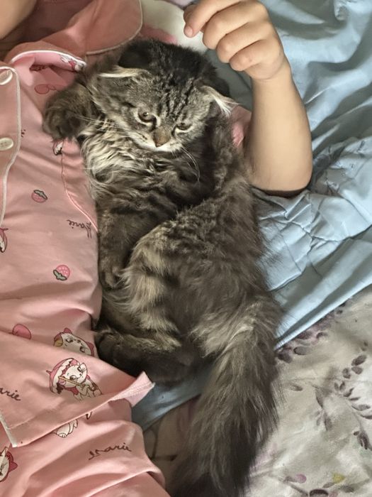 Котенок 5 месяца в  добрые руки