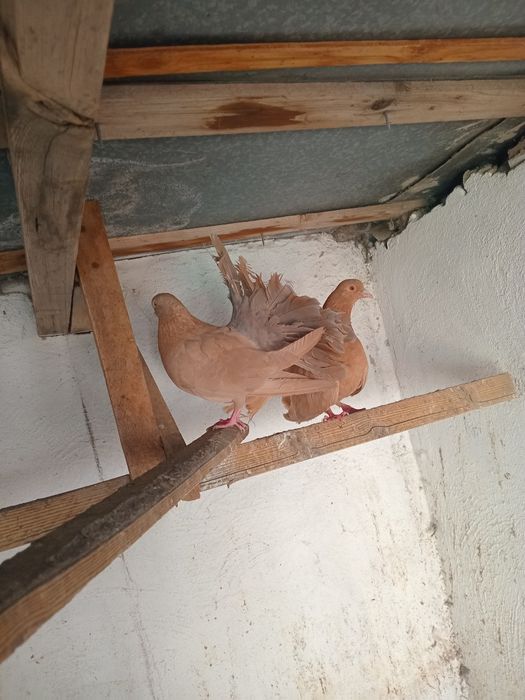Продам голубей павлинов