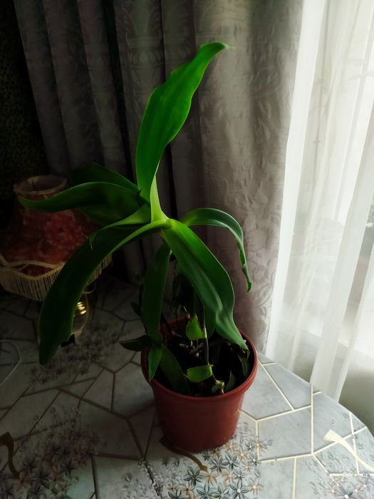 Золотой ус ( лечебное растение)