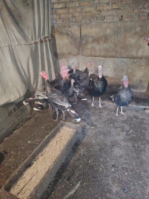 Продам Индюка, Индюшак, Индюшат