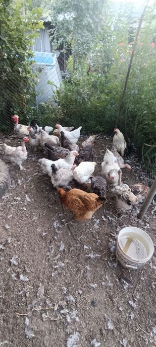 Продам кур домашних