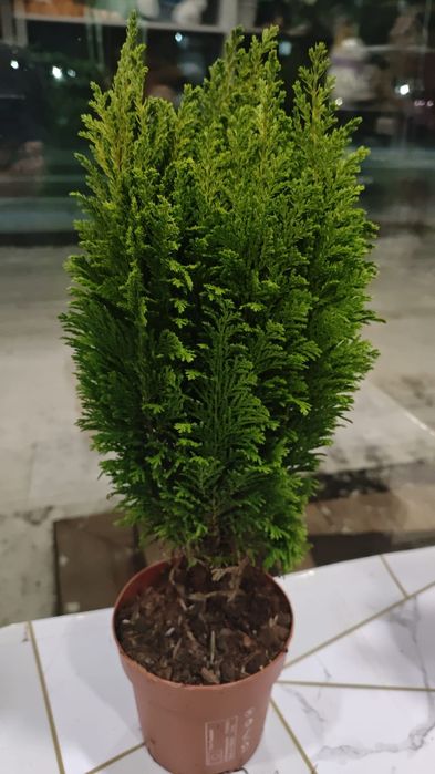 Продам комнатные цветы